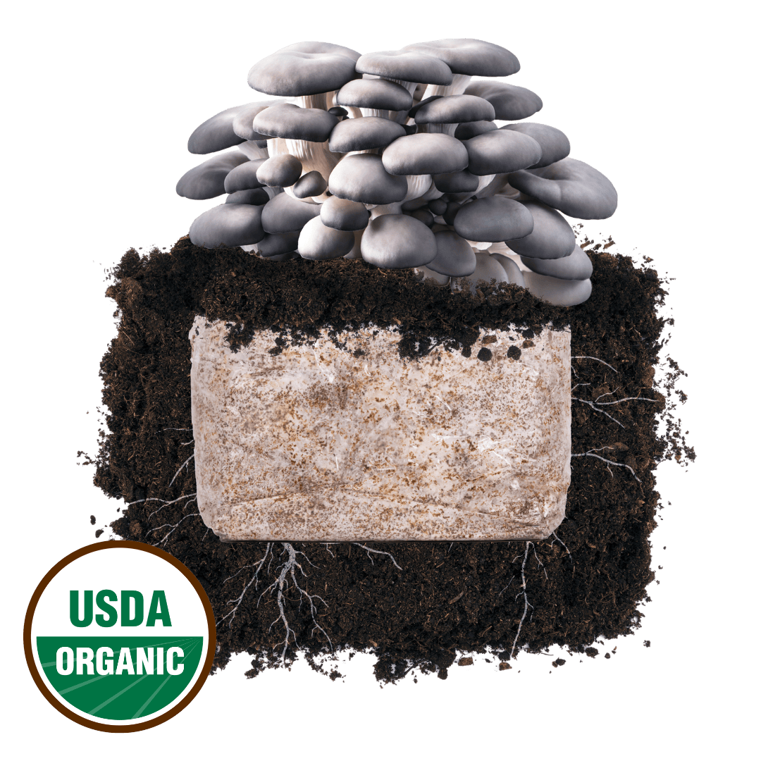 North Spore Blue Oyster Plant & Grow Mushroom Starter Block
