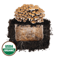 North Spore Chestnut Plant & Grow Mushroom Starter Block