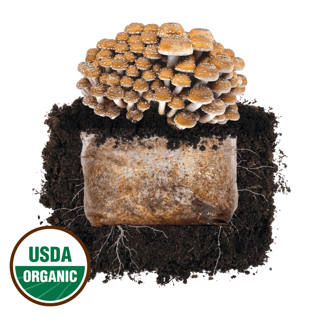 North Spore Chestnut Plant & Grow Mushroom Starter Block