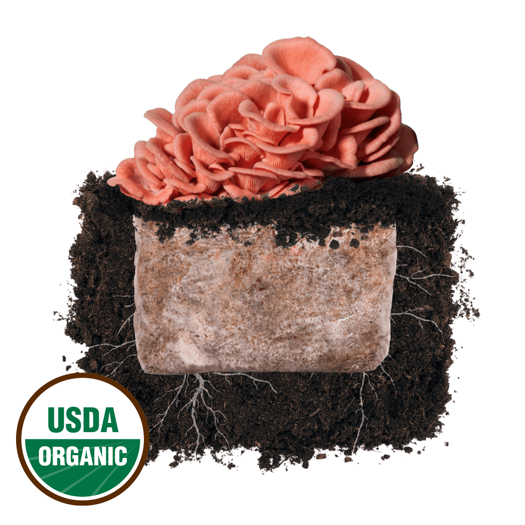 North Spore Pink Oyster Plant & Grow Mushroom Starter Block